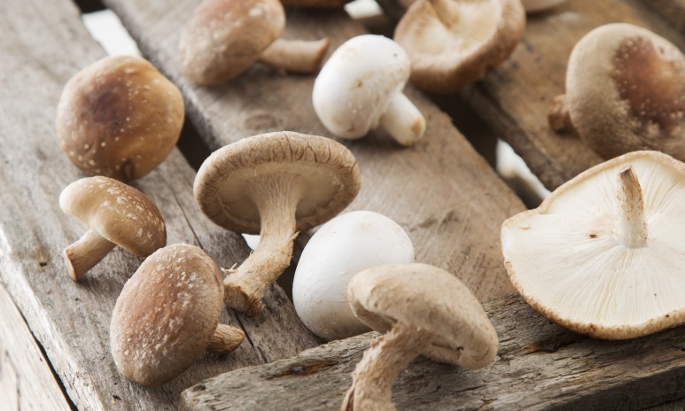 Inspiratie funghi per tutti Grand'Italia